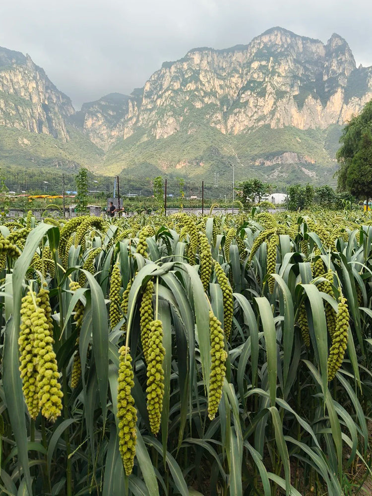 Jugu 36 Foxtail Millet