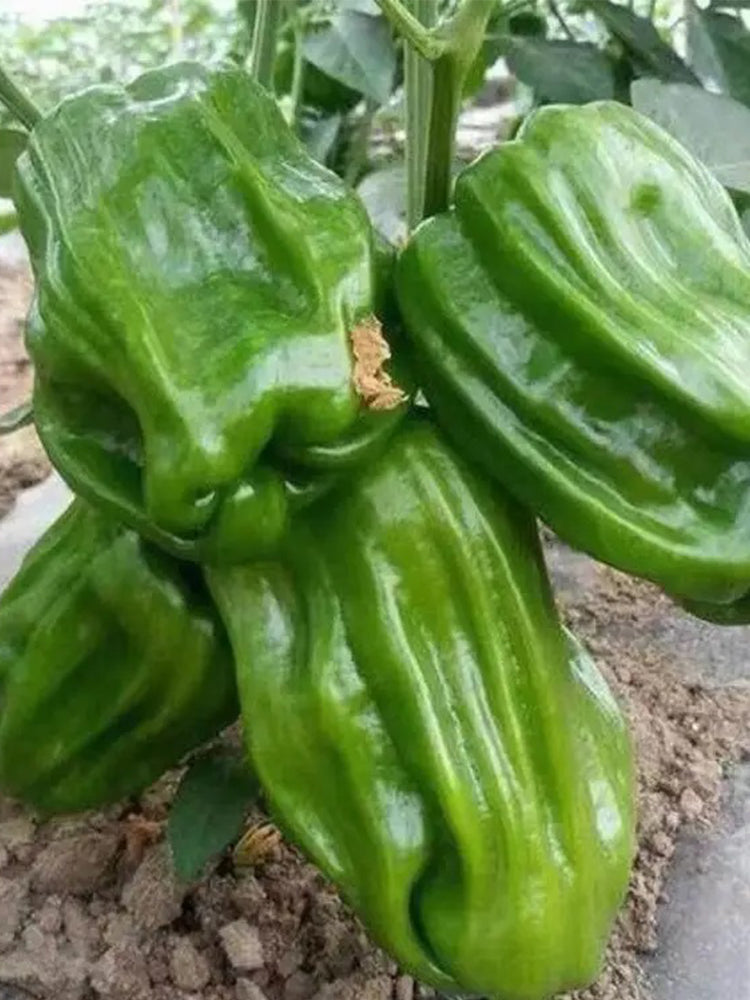 Wrinkled Spicy Pepper No.1 (Capsicum annuum)