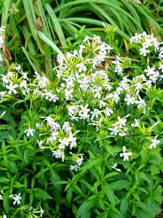 Bouncing Bet (Saponaria officinalis L.)