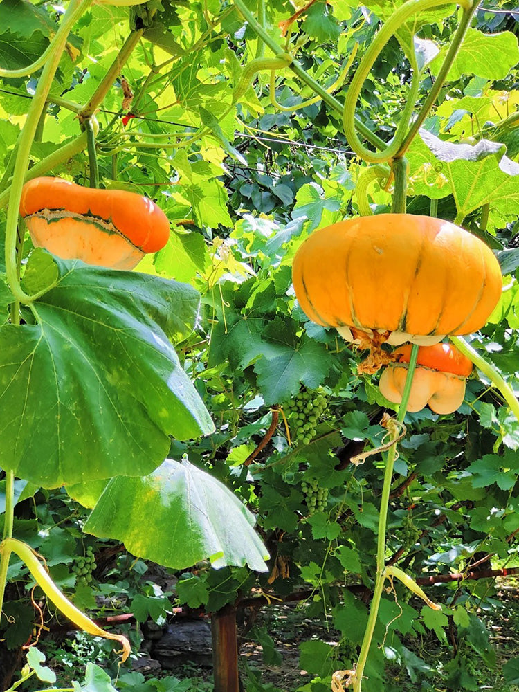 Censer Squash