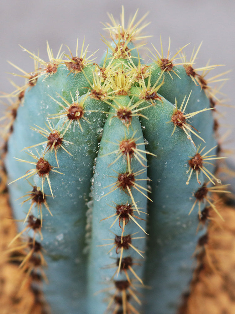 Pilosocereus pachycladus