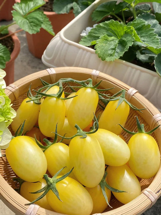 'White Princess F1' Tomato