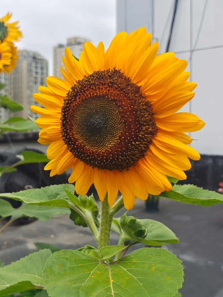'Little Black Bear' Ornamental Sunflower
