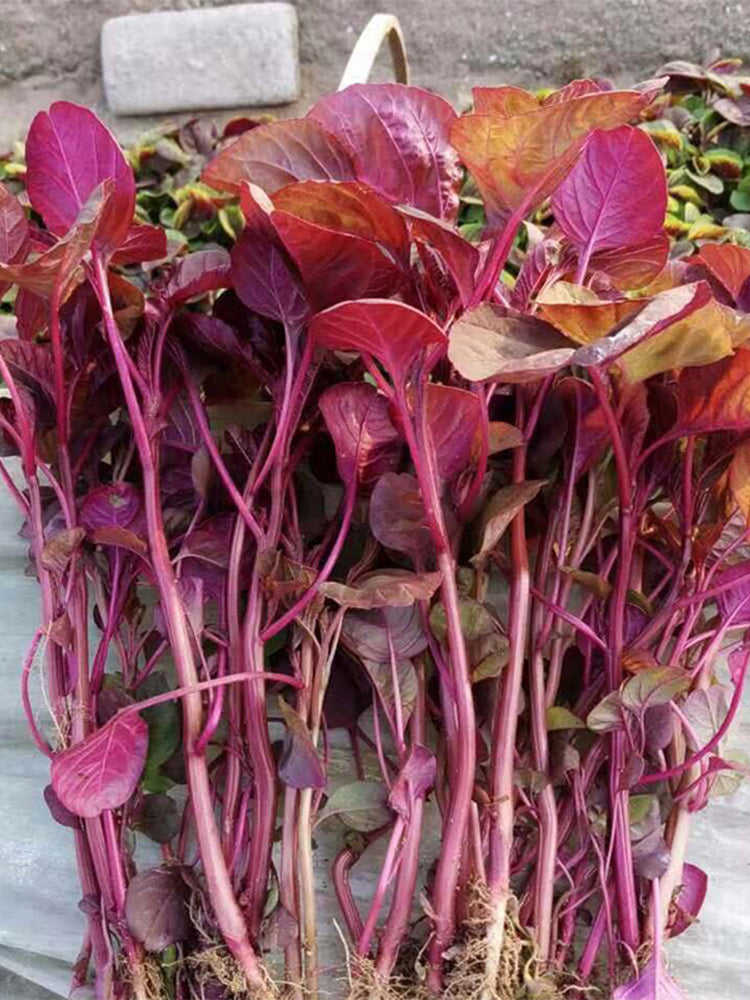 Red Amaranth