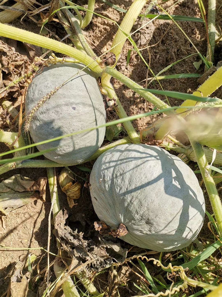 'Jiemei' Silver Chestnut Pumpkin