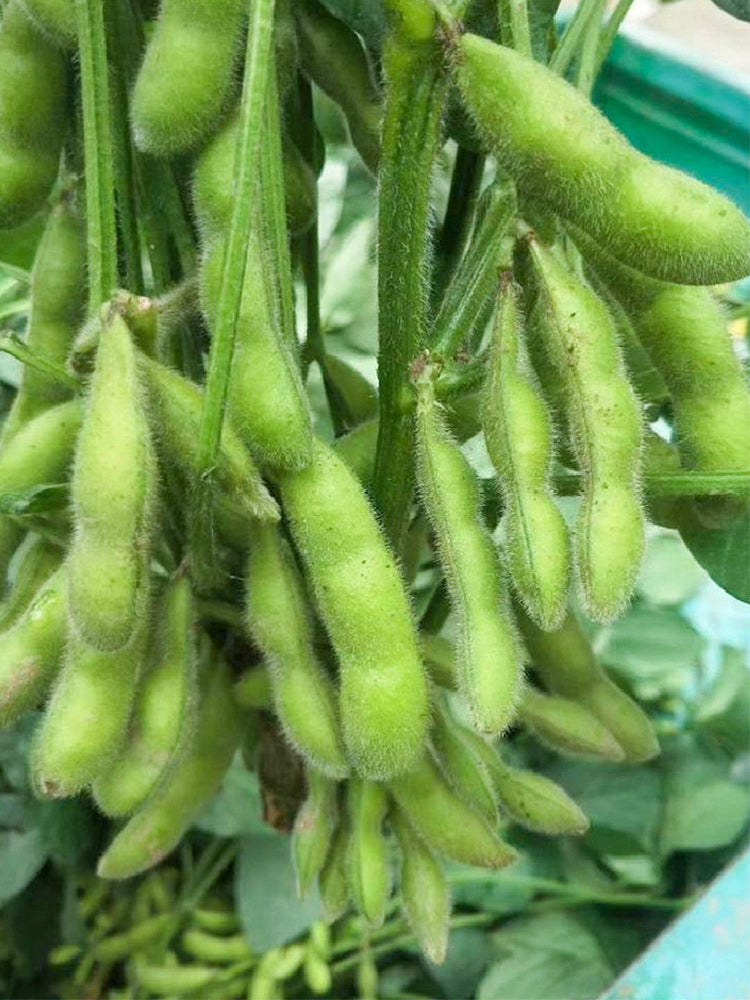 Jiaoda No.18 Edamame
