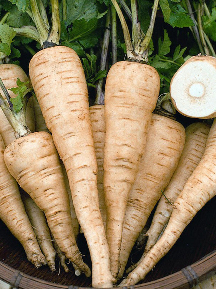 Parsnip (Pastinaca sativa)
