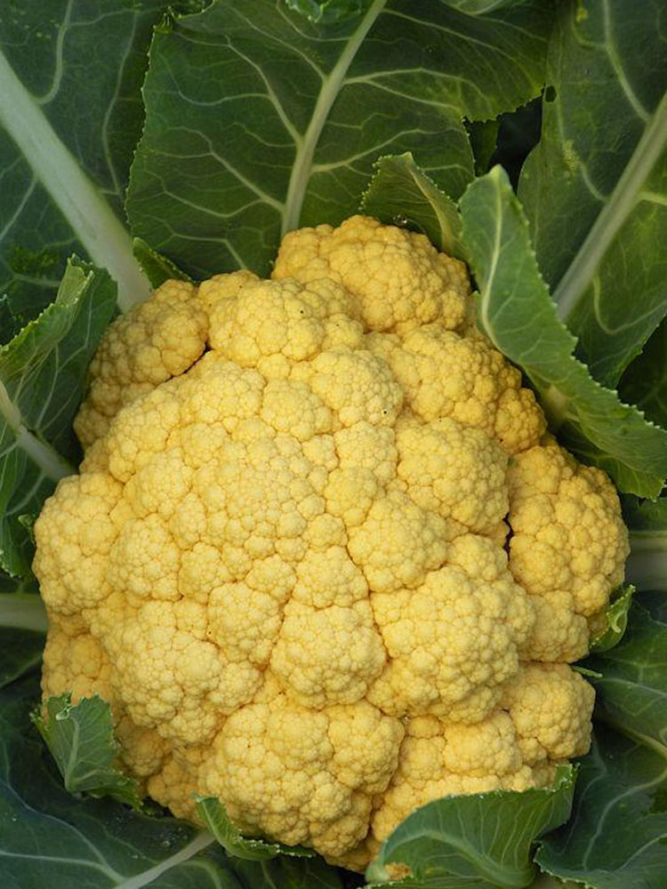 Jin Buhuan Cauliflower