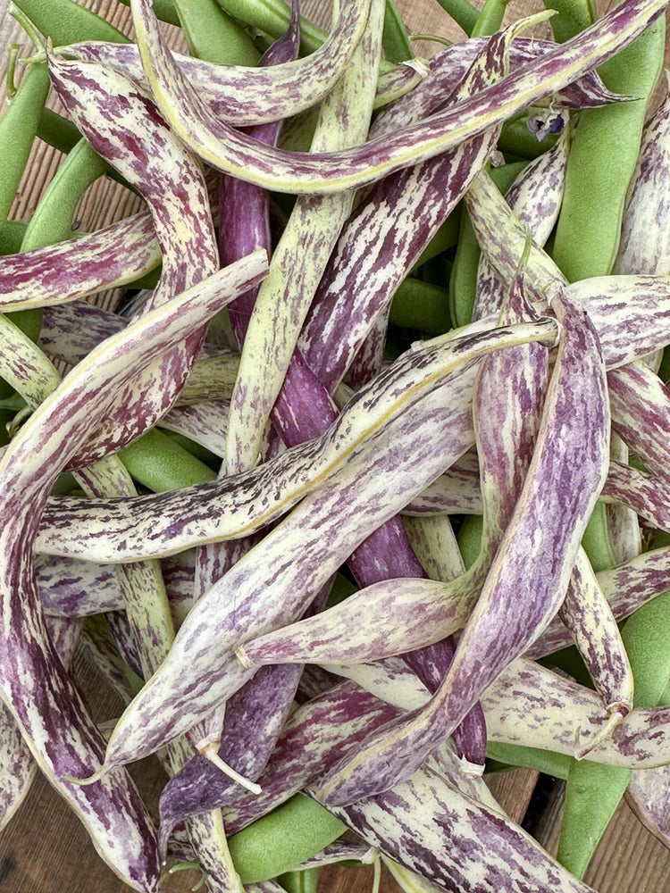 Purple Speckled Kidney Bean