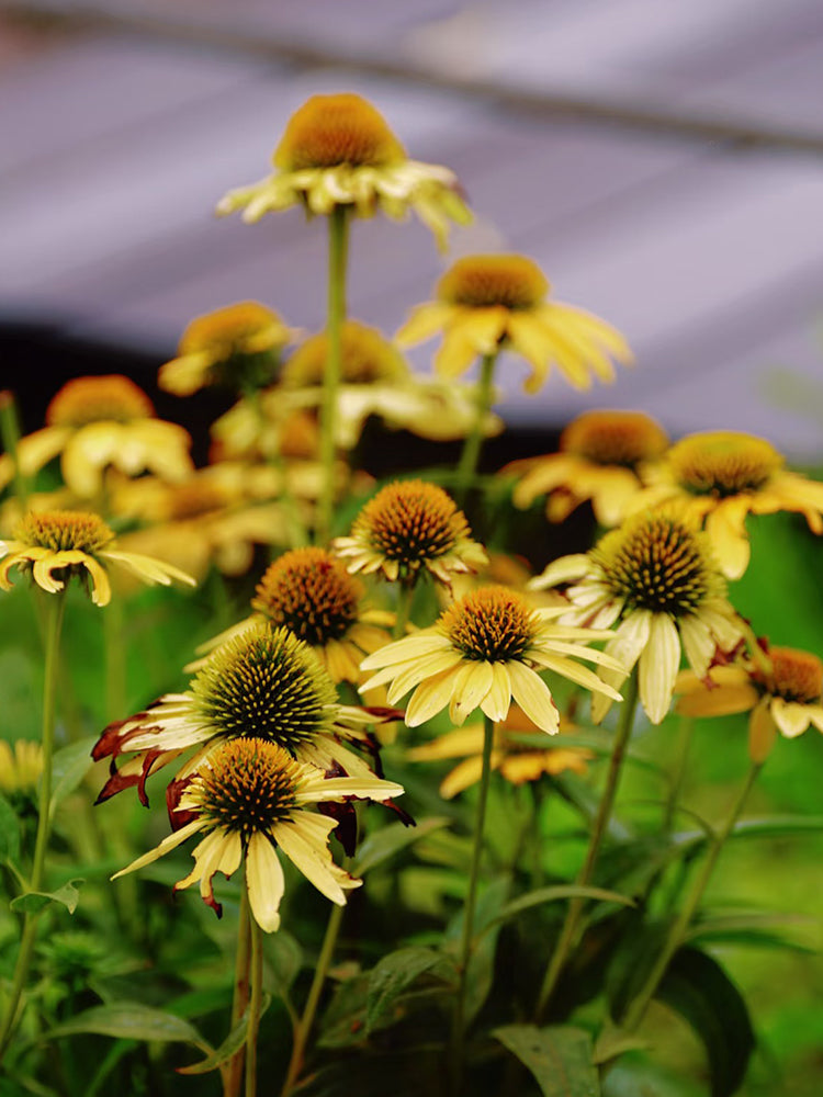 Echinacea purpurea 'Mellow Yellows'