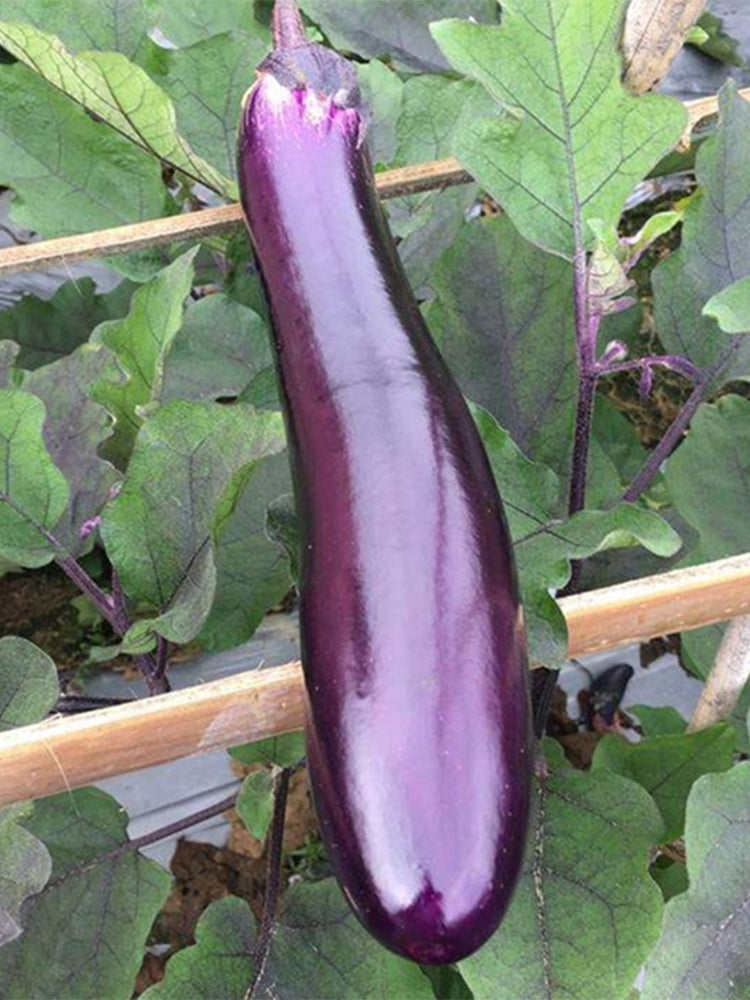 Zilong No.1 Eggplant