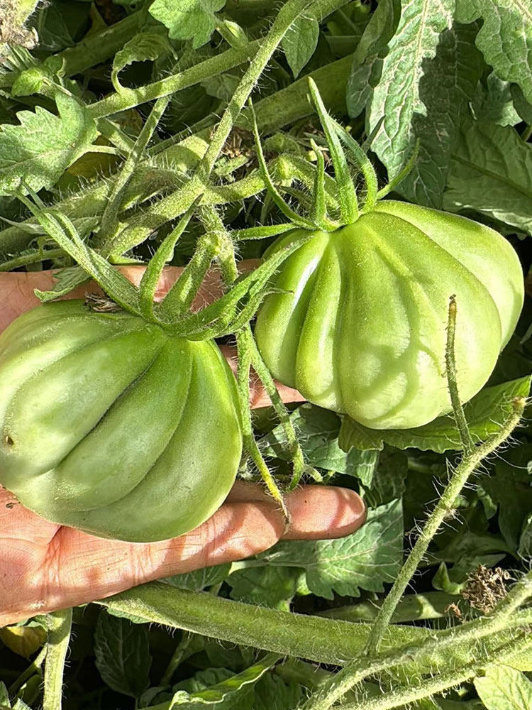 'Firenza' Ribbed Tomato