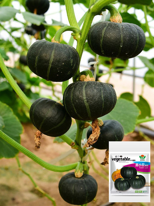 Mini Black Baby Pumpkin