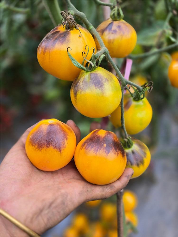 Pineapple Blue Pear Tomato