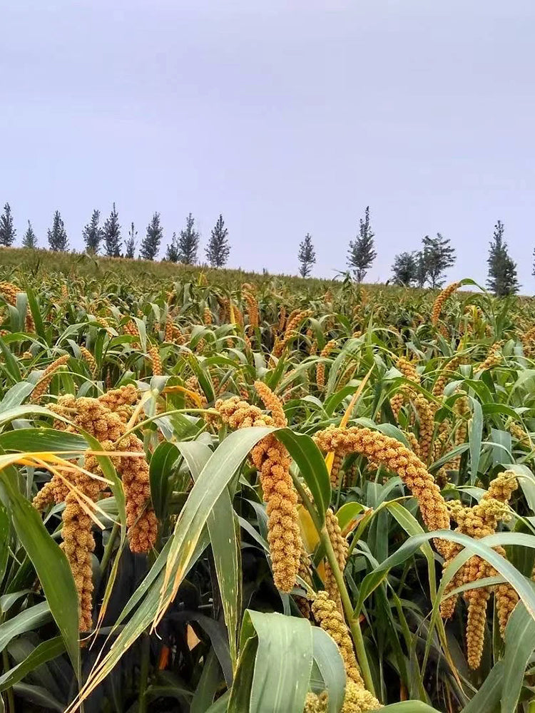 Jugu 36 Foxtail Millet
