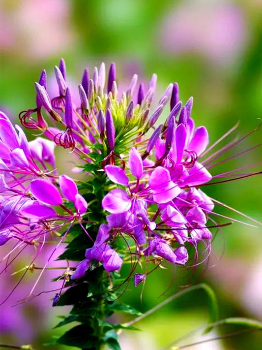 Purple Spider Flowers (Cleome houtteana)