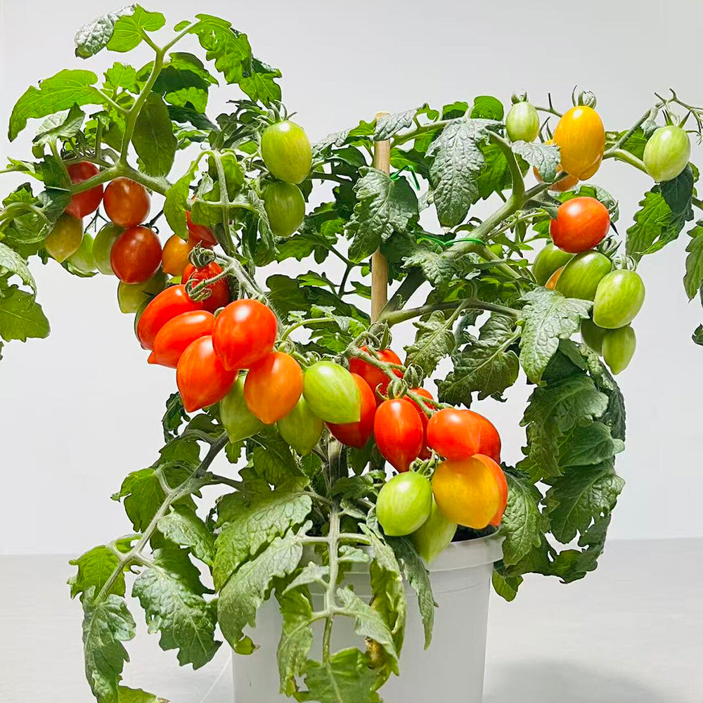 829 Micro Laura Tomato