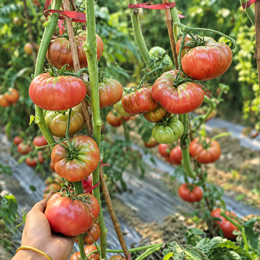 73 Polaris Tomato