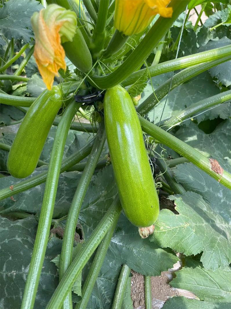'Zaoqing No.1' Zucchini