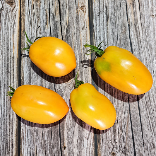 184 Malominusinsky Orange Tomato