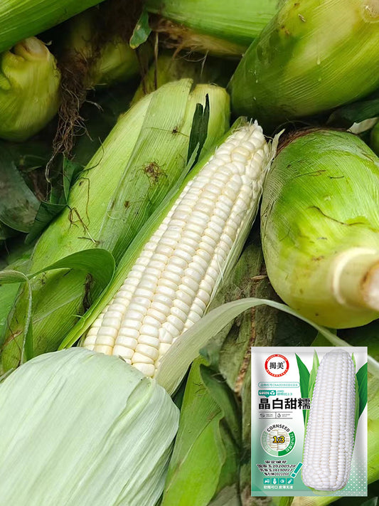 White Sweet Glutinous Corn