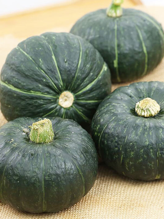 Chinese Pumpkin