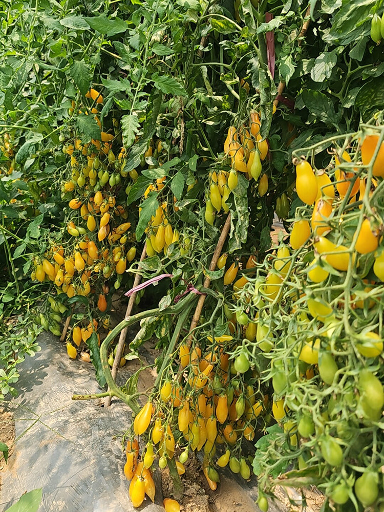 2025 Sweet Auntie F4 Tomato