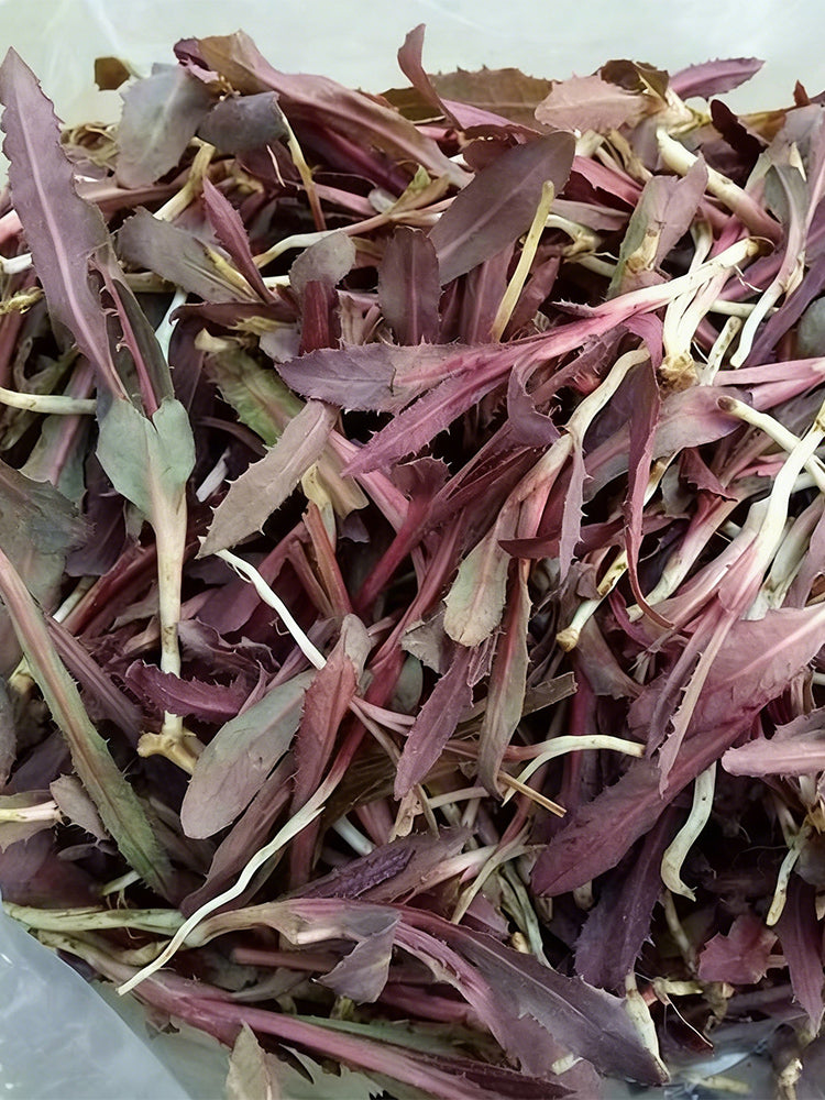 Xinte Wild Purple Qumai Chicory