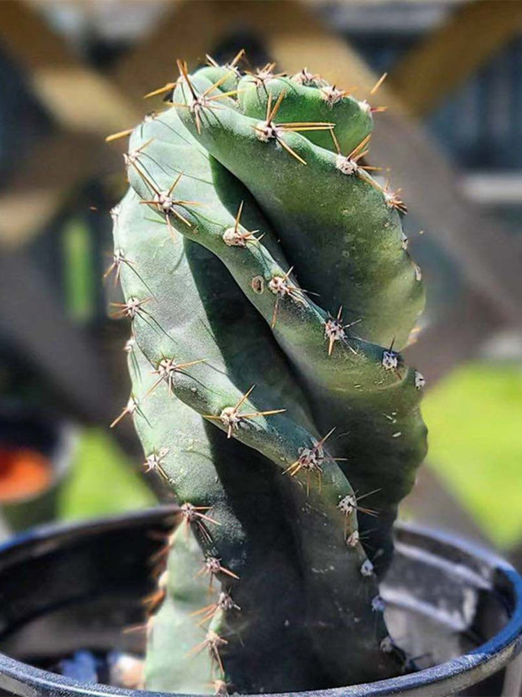 Cereus forbesii 'Spiralis'