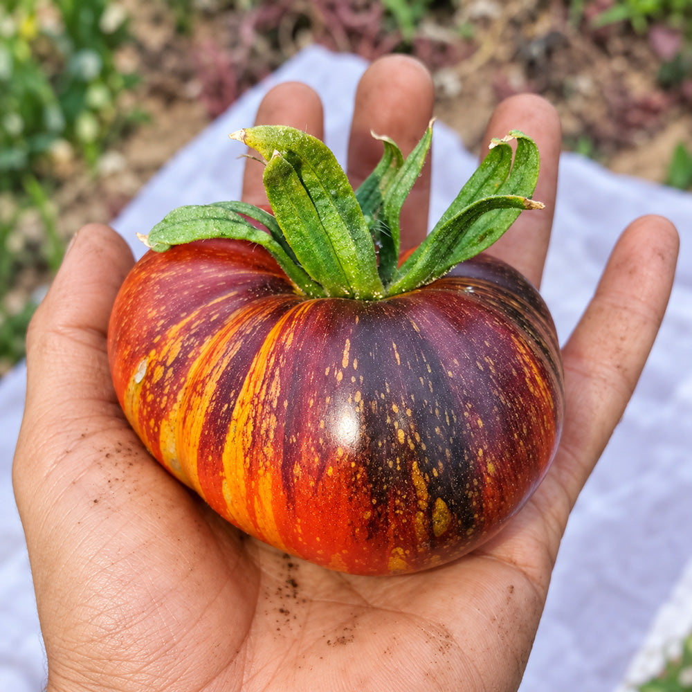 437 Blue Flame Tomato