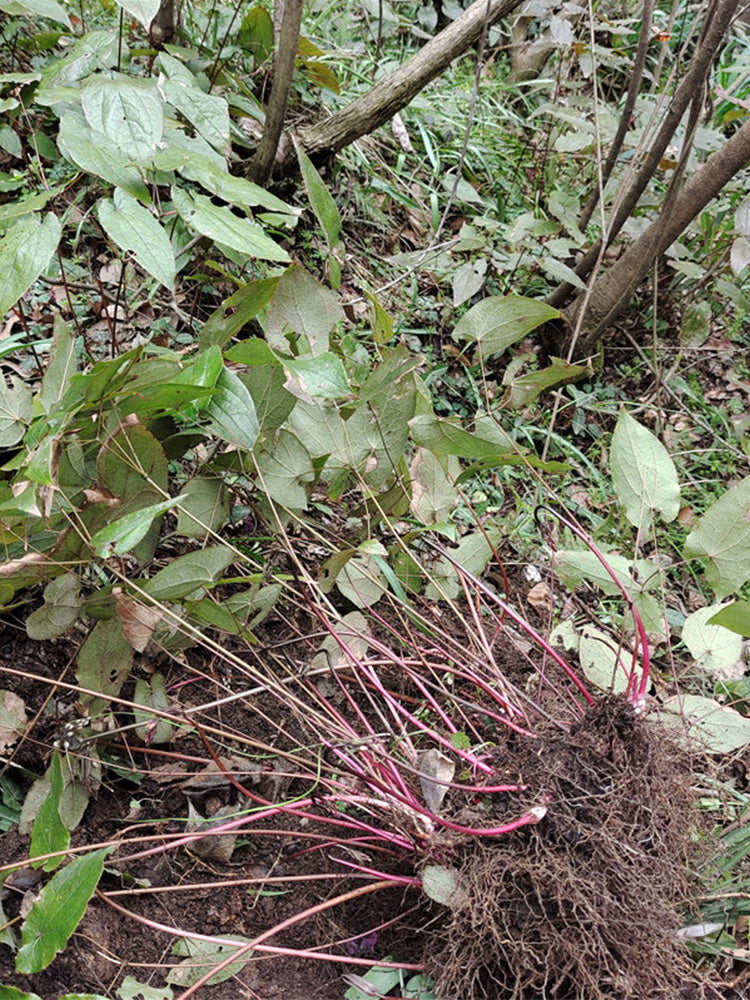 Epimedium Seedlings