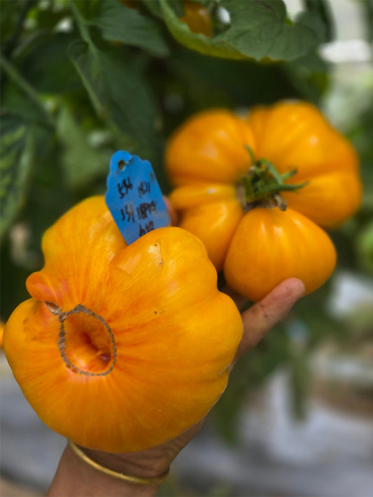 994 Jason 18/1 Striped Tomato