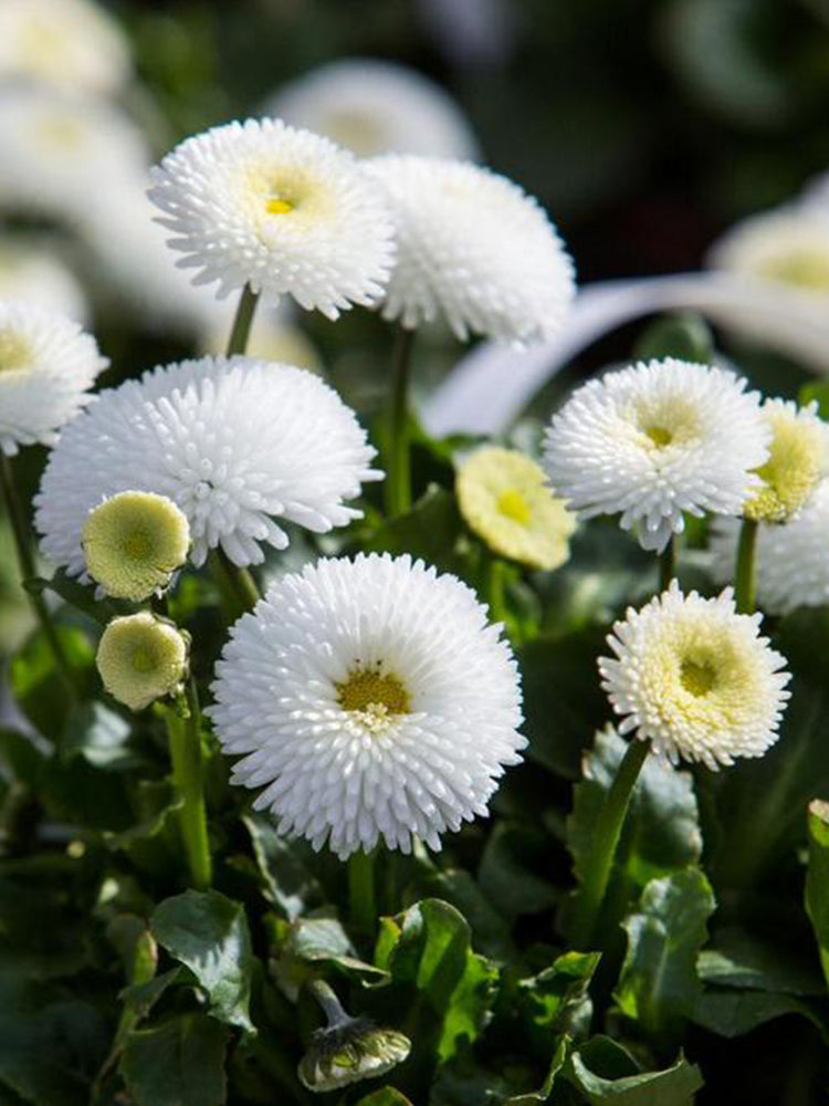 Bellis perennis 'Pomponette'