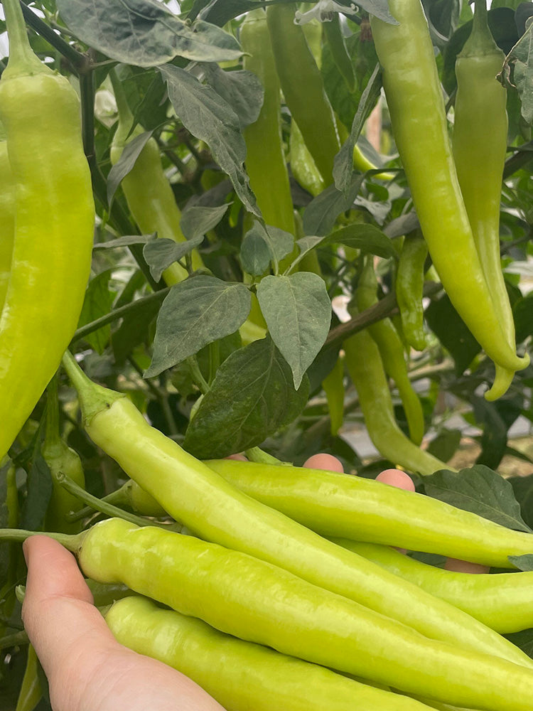 Yellow Beauty Pepper