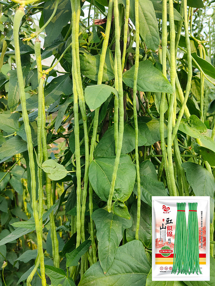 'Jiangshan Sijin' Cowpea