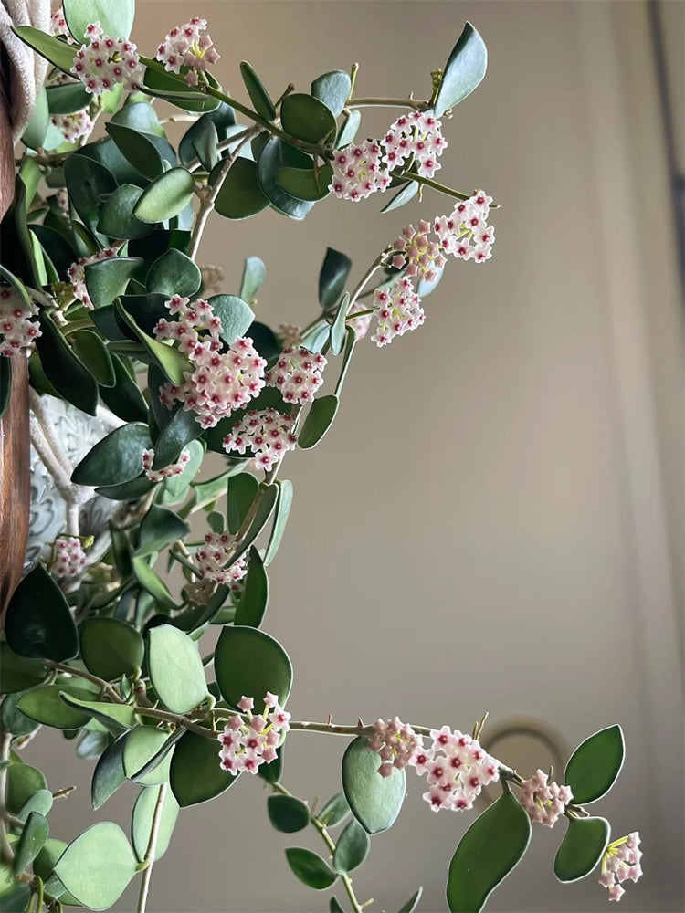 Coin Leaf Hoya Stem Cuttings