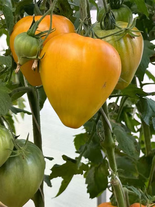 965 Bird Beak Bi-Color Tomato
