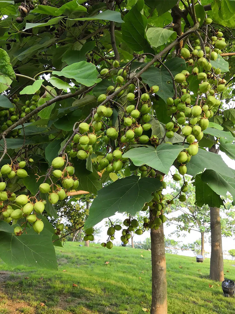 Paulownia fortunei