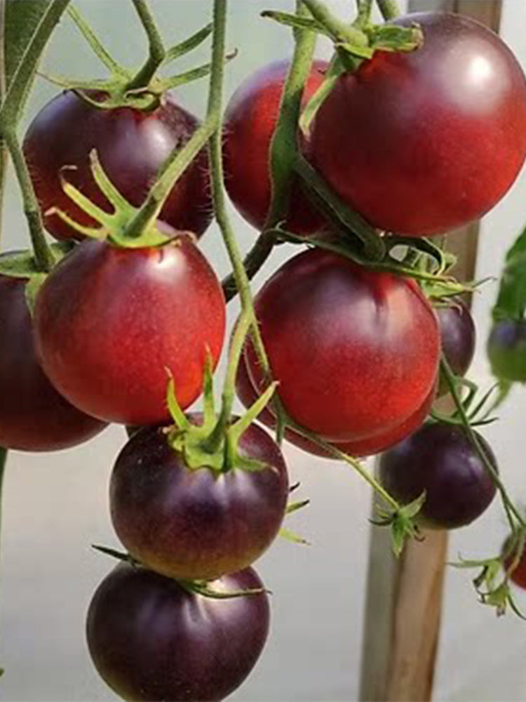 928 Happiness Bag Tomato