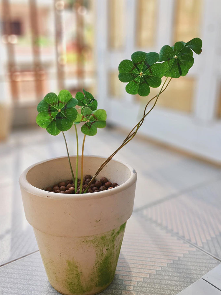 Oxalis deppei 'Mexico BotKA G4'