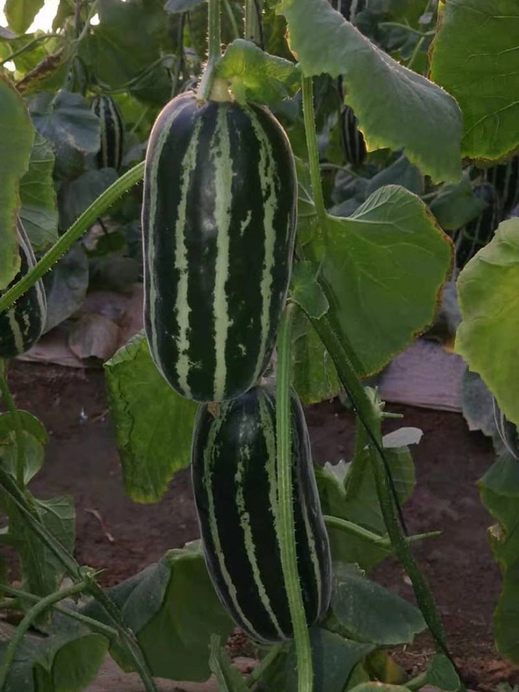 Shengmei No.1 F1 Melon