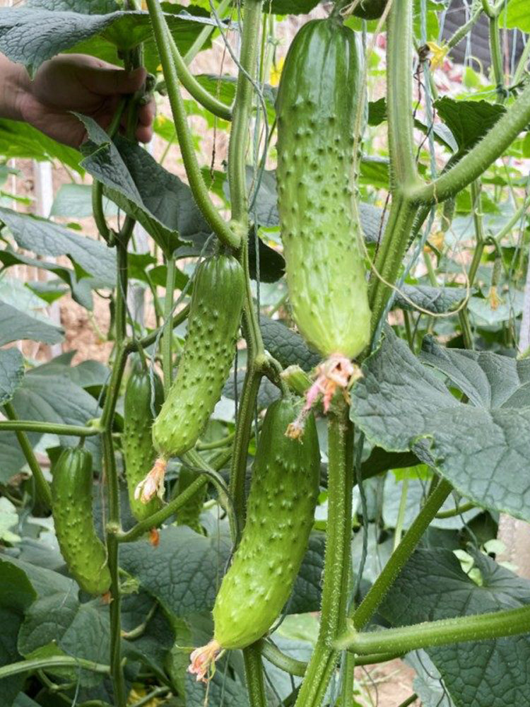 Chinese Large Thorn Fruit Cucumber