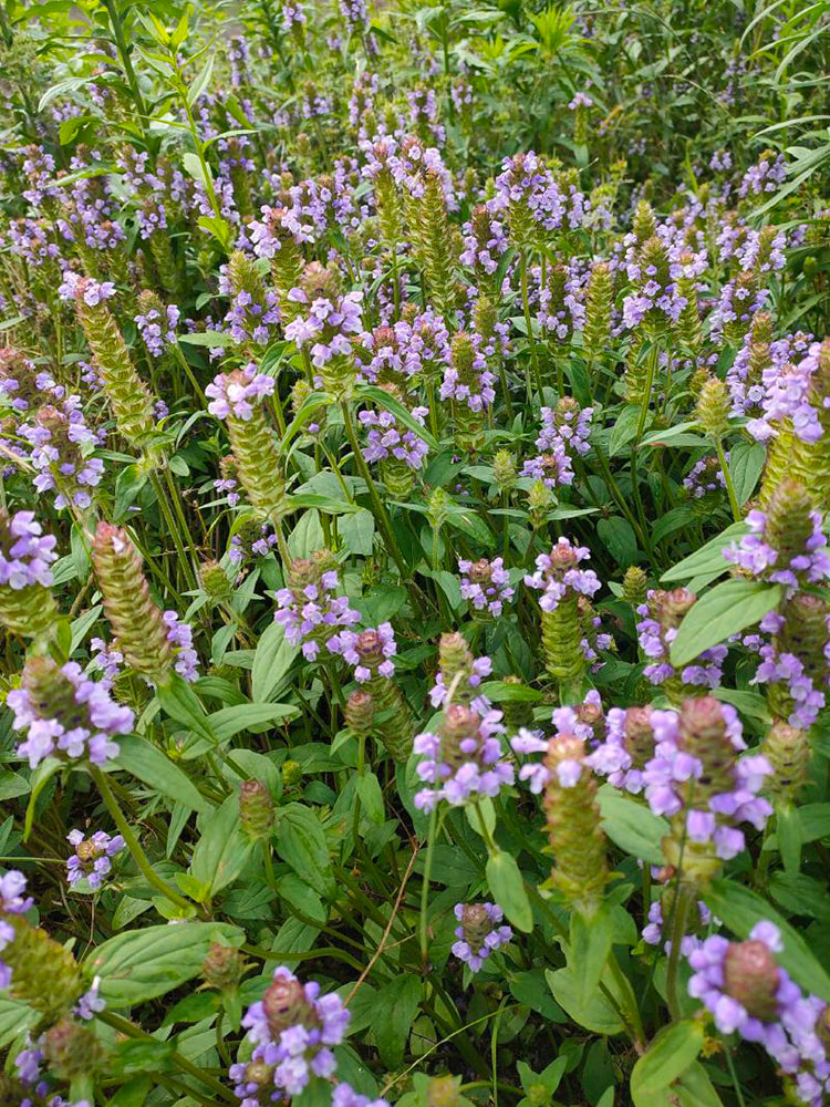 Large-Flowered Selfheal (Mixed Colors)