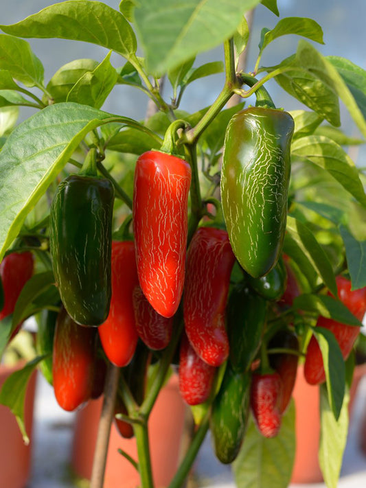 Mexican Chili Pepper