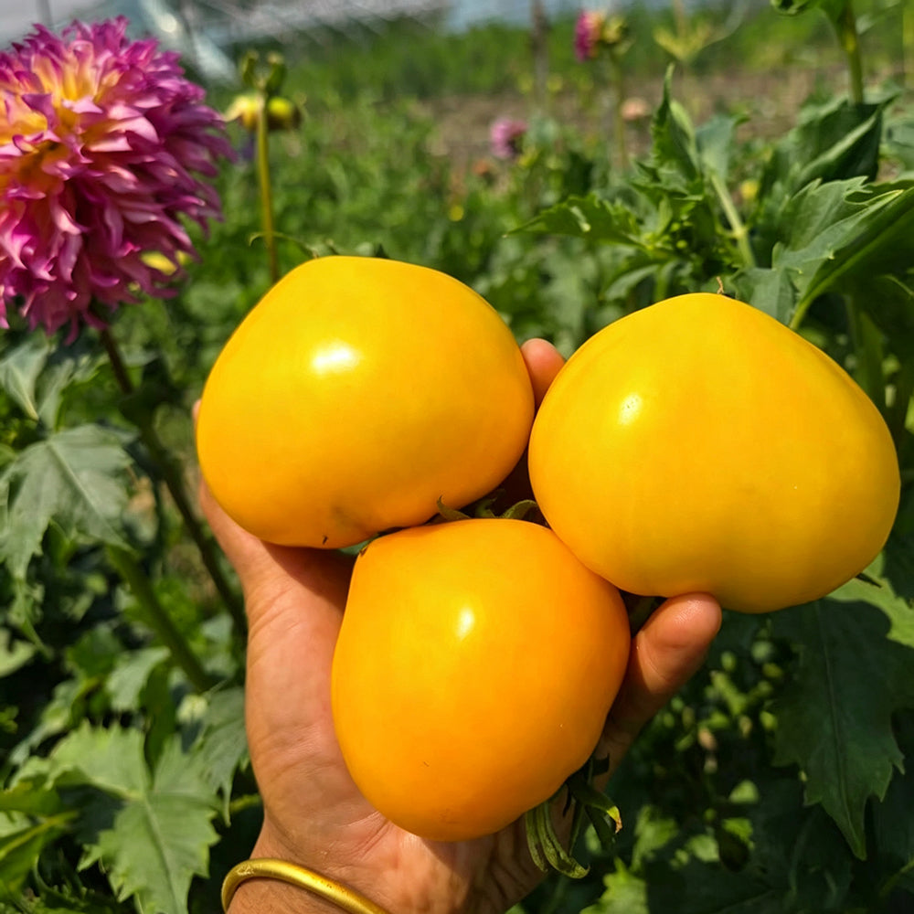639 Anna Banana Russian Tomato