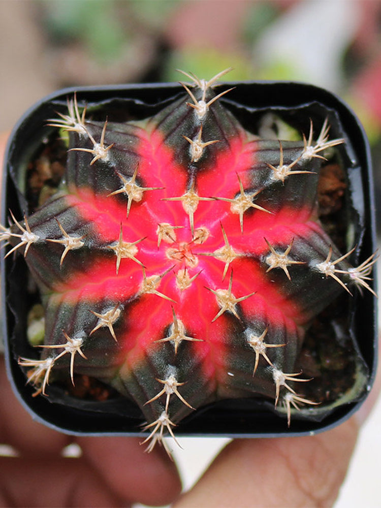 Gymnocalycium mihanovichii 'Red Variegata'