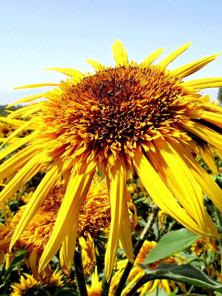 Meteor Double Sunflower