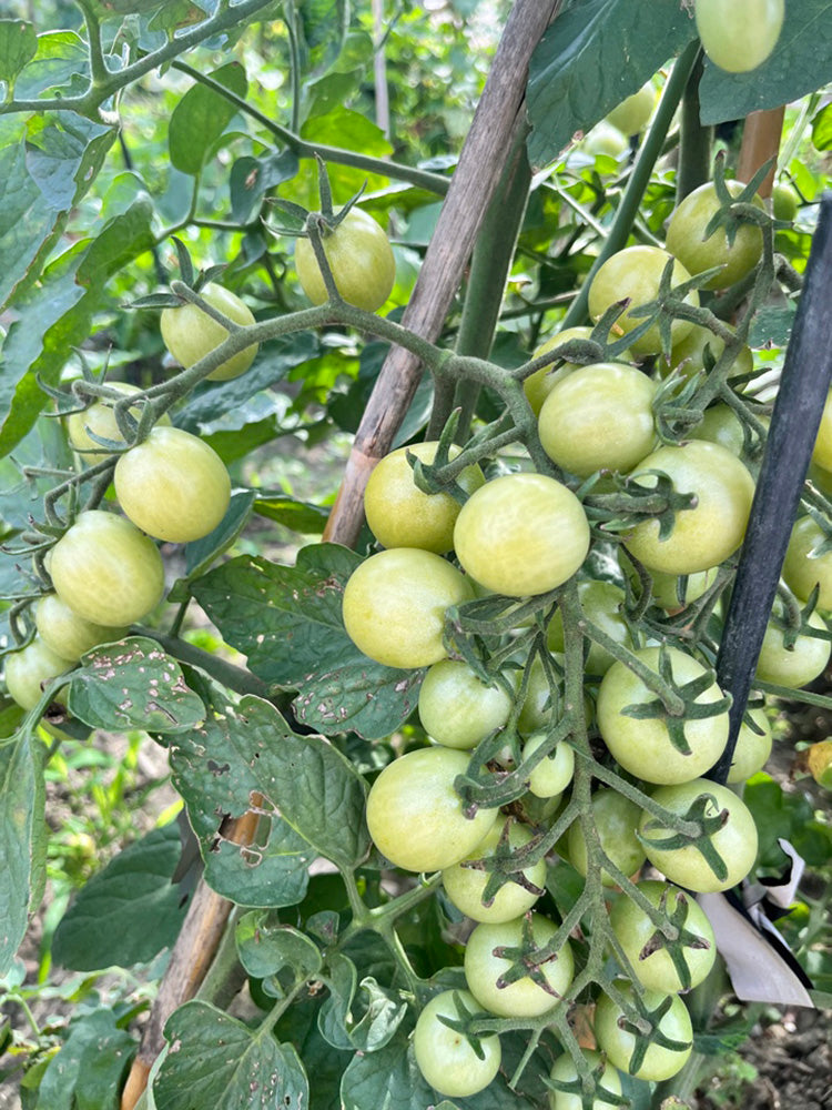 Yanbai No. 9 Cherry Tomato