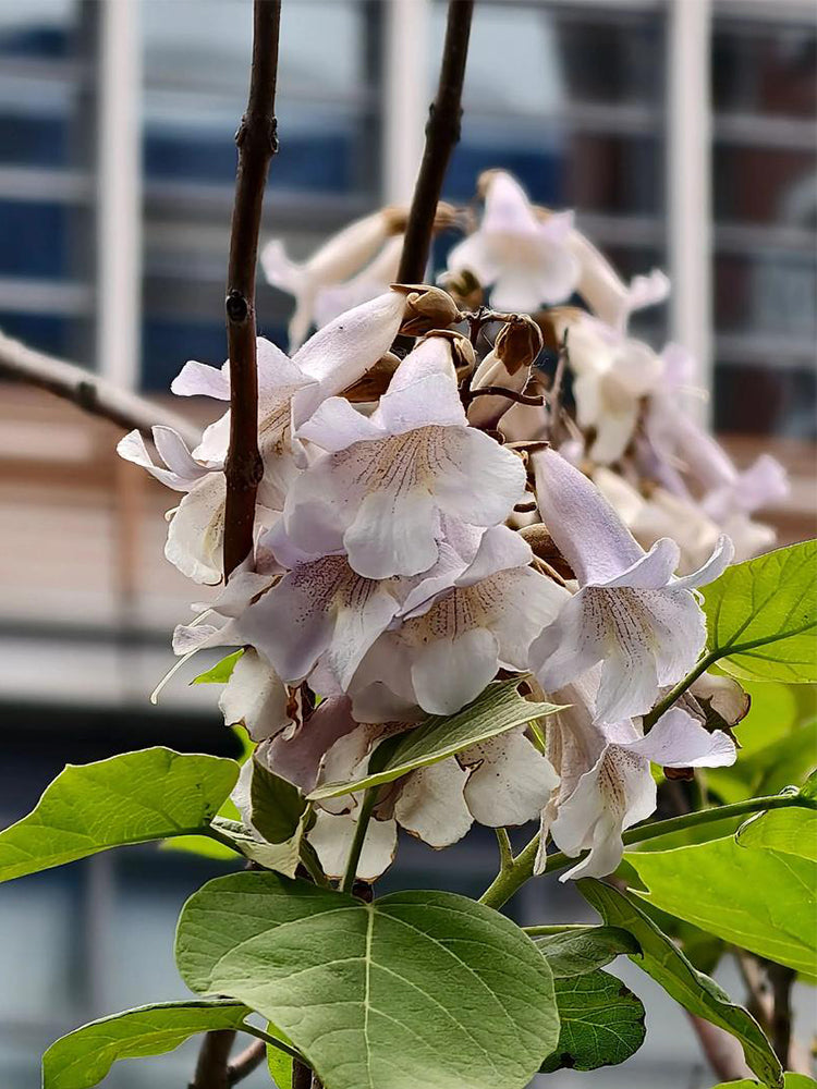 Paulownia fortunei