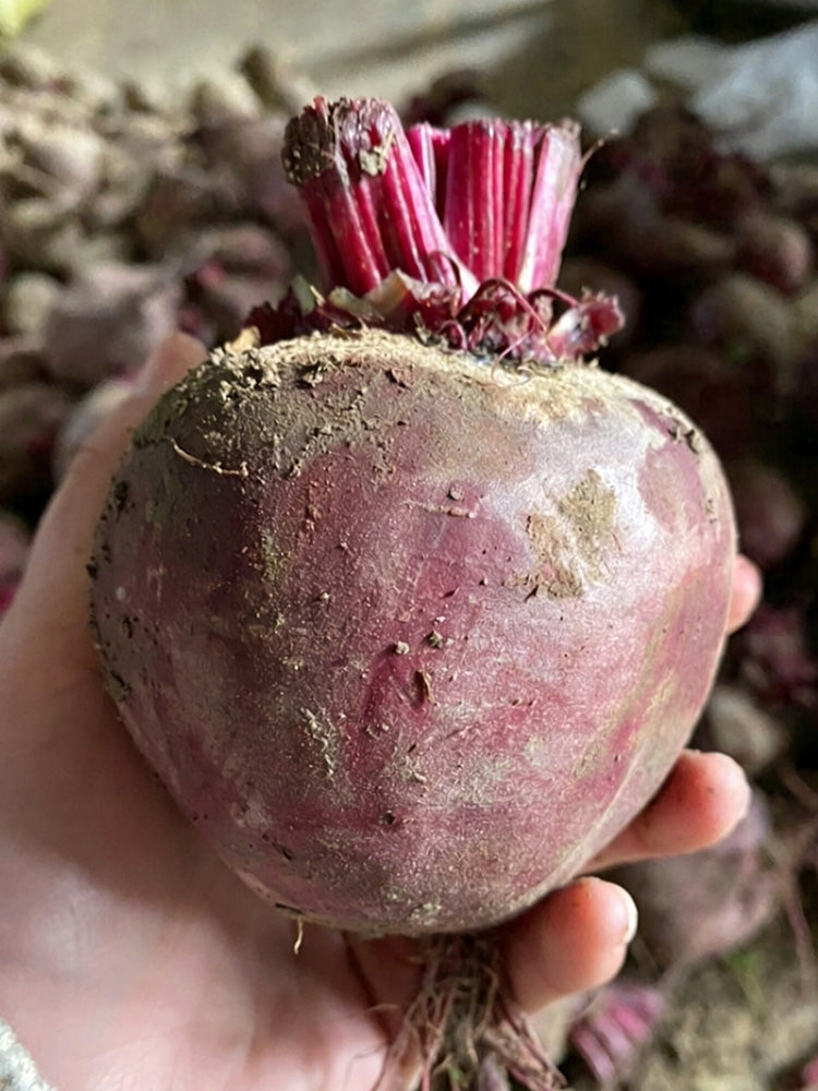 HC Purple Top Beet